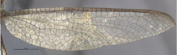 Media type: image;   Entomology 10521 Aspect: hind wing